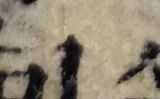 z026bl_99617100.png