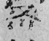 z055bl5_c2ke_890_3130_1066_3280_g.png